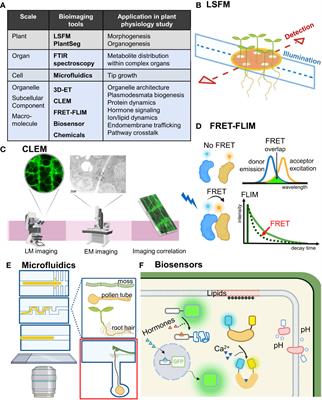 Bioimaging tools move plant physiology studies forward